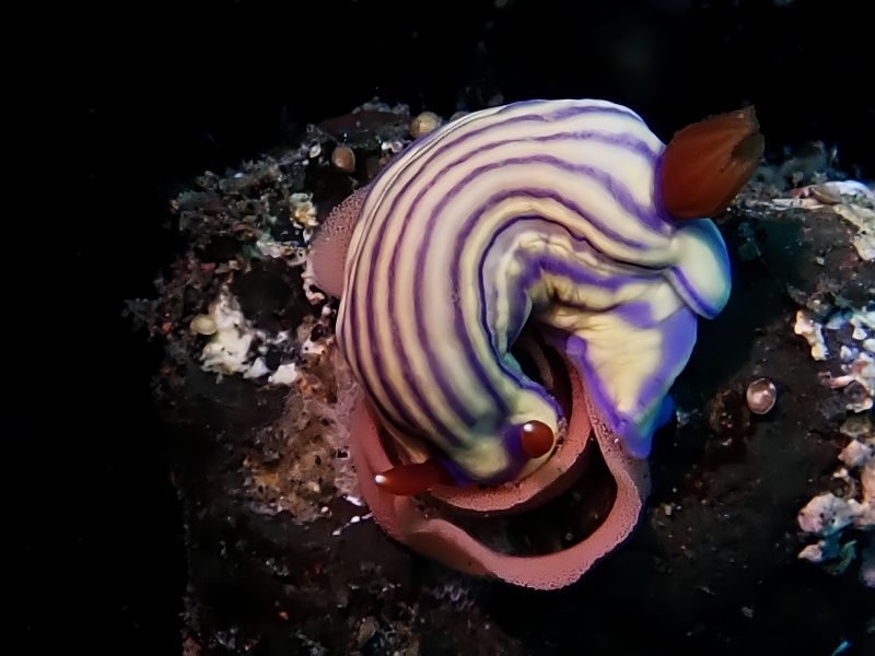 格格花兔、粉紫格格海兔、格格海兔、格格彩兔、花氏、Hypselodoris whiteel _花格格_海富瑜