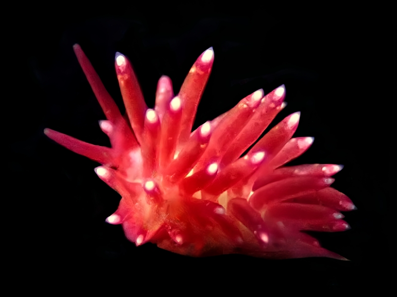 红羽海兔、红羽蓑兔、忒氏、Trinchesia sp.3_忒雅红_海富瑜
