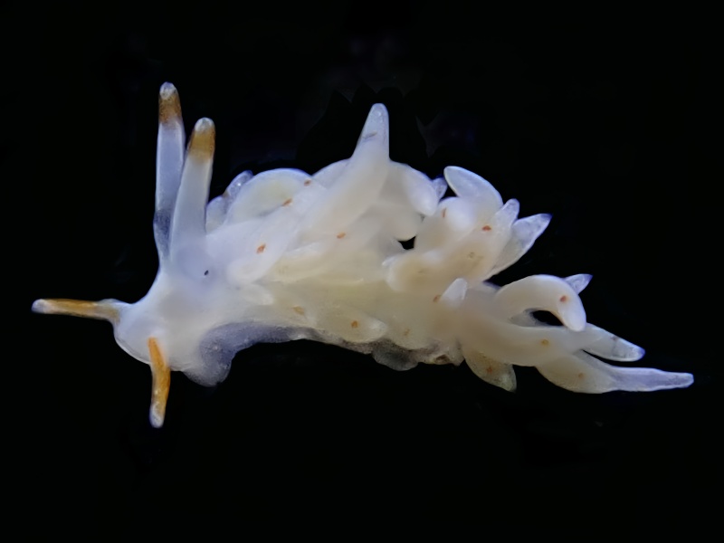 澄羽海兔、澄羽灰翼海蛞蝓、澄羽蓑兔、澄羽忒兔、忒氏、Trinchesia sp.、Qrange-Barbel Trinchesia_忒澄羽_海富瑜