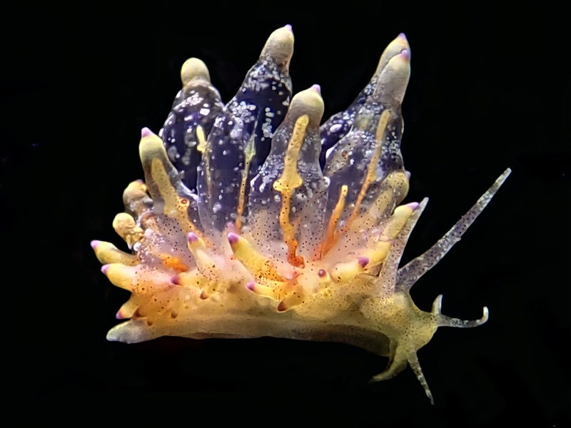 小胆机、胆机海兔、胆机灯兔、电子管海兔、电子管灯兔、灯氏、Eubranchus ocellatus _灯胆机_海富瑜
