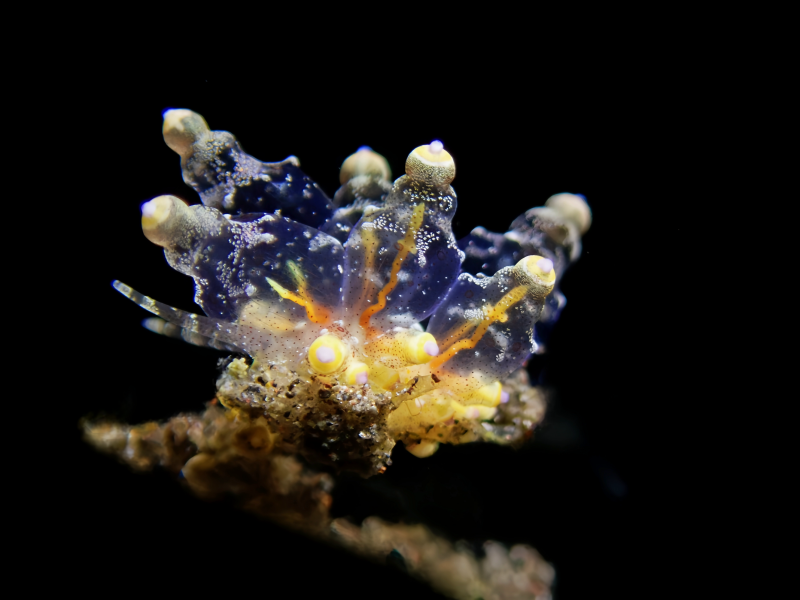 小胆机、胆机海兔、胆机灯兔、电子管海兔、电子管灯兔、灯氏、Eubranchus ocellatus _灯胆机_海富瑜