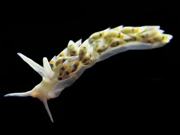 若羽蓑兔、若羽海兔、若羽忒兔、蓝若羽、若羽背鳃兔、忒氏、Trinchesia sp. _忒若羽_海富瑜
