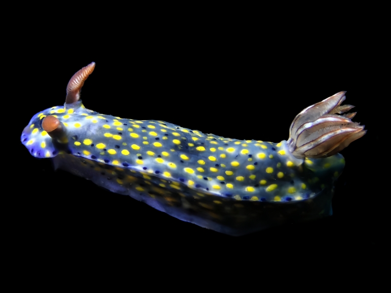 袋鼠多彩海蛞蝓、迷茫海兔、迷茫彩兔、迷茫花兔、花氏、Hypselodoris roo_花迷茫_海富瑜