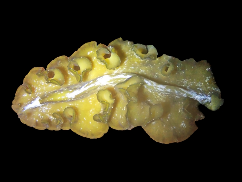 康黄扁虫、扁氏、Pseudocerros sp._扁熙黄_海富瑜