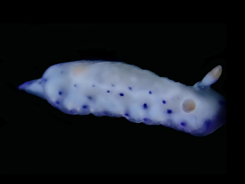 典蓝海兔、典蓝花兔、典蓝彩兔、典蓝多彩海兔、典蓝花兔、花氏、Hypselodoris SP._花典蓝_海富瑜