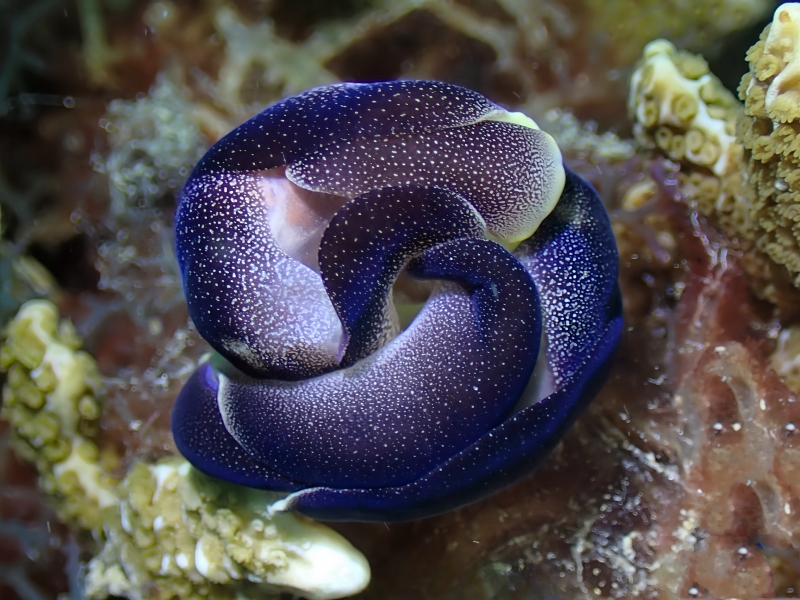 繁星海兔、繁星翼兔、繁星燕尾兔、繁星拟海兔、爱蒙娜燕尾海牛、燕尾氏、Chelidonura amoena _燕尾繁星_海富瑜