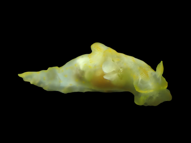残影海兔、残影、残影杀手、残影多角兔、杀手氏、Gymnodoris citrina_杀手残影_海富瑜