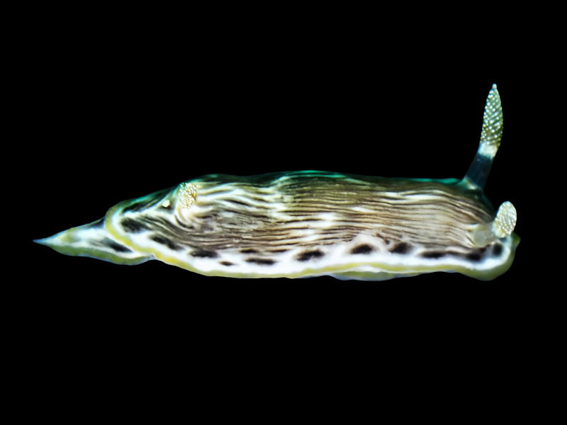 李逵海兔、李逵多彩海兔、李逵彩兔、彩氏、Chromodoris SP._彩李逵_海富瑜