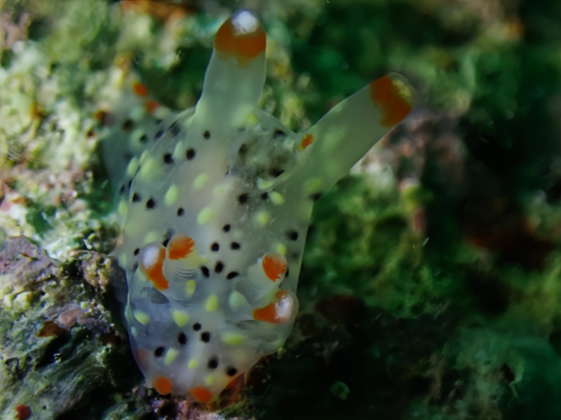 滴滴卡丘海兔、滴滴比卡丘、滴滴多角兔、滴滴虫兔、Thecacera sp._卡丘滴滴_海富瑜