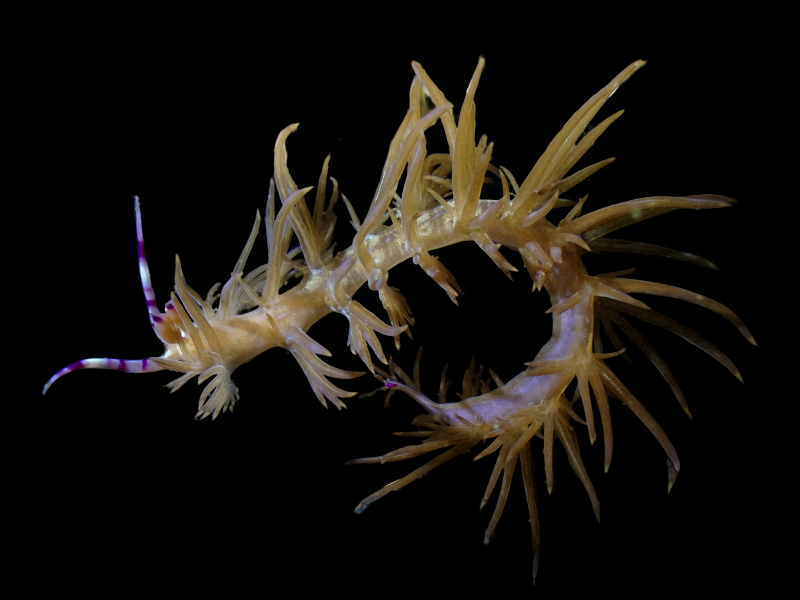 黄龙海兔、黄龙蓑兔、裴氏、Pteraeolidia ianthina _裴黄龙_海富瑜