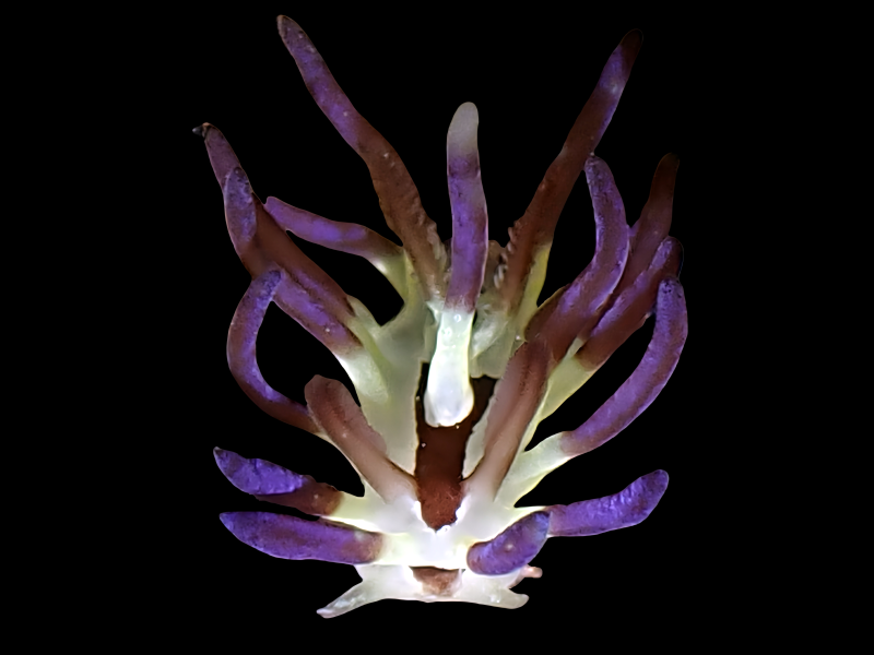 爱慕病毒、星隅海蛞蝓、慕毒隅兔、慕毒虫兔、慕毒策兔、策氏、Ceratodoris stellata、Okenia stellata_策慕毒_海富瑜