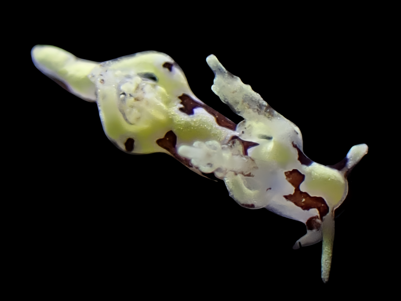 马良海兔、马良虫兔、马良隅兔，马良牛牛兔、牛牛氏、Trapania sp. _牛牛马良_海富瑜