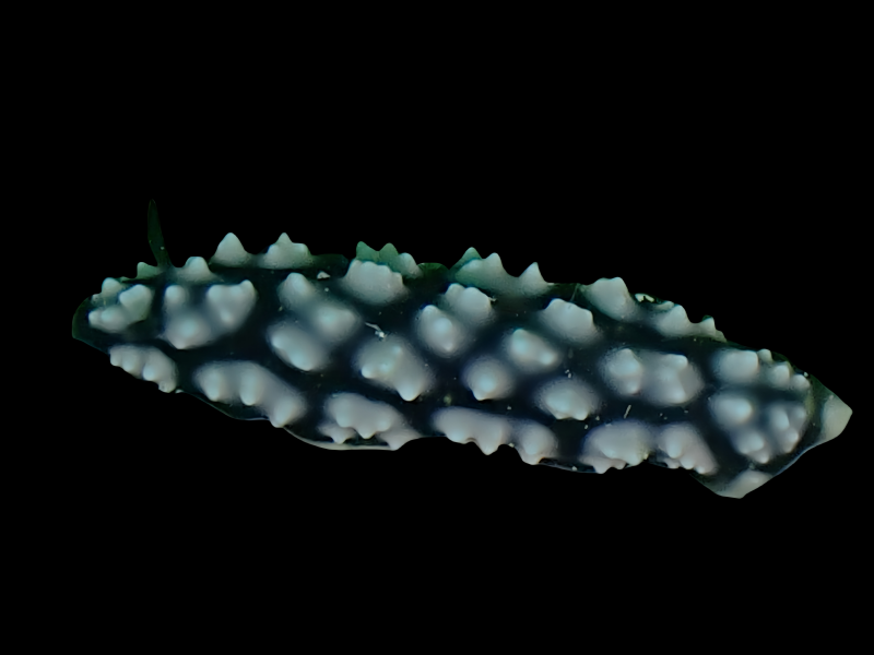 痘痘叶海牛、痘痘海兔、痘痘擦胶兔、痘痘疣胶兔、疣胶氏、Phyllidiella Pustulosa_疣胶痘痘_海富瑜