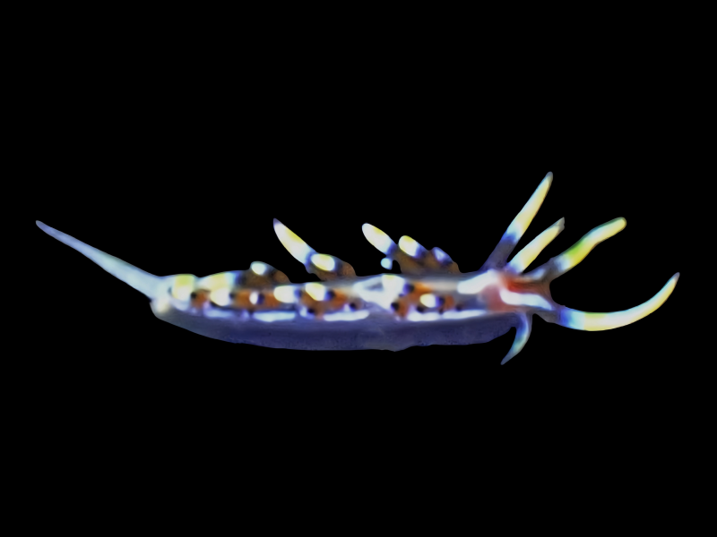 岚羽海兔、岚羽蓑兔、箭猪、菲帝氏、Caloria indica、Phidiana indica_菲帝岚羽_海富瑜