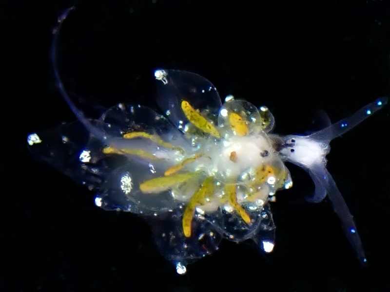 黄芯海兔、黄芯灯兔、黄芯灯泡、黄芯真鳃海兔、灯氏、Eubranchus sp._灯黄芯_海富瑜
