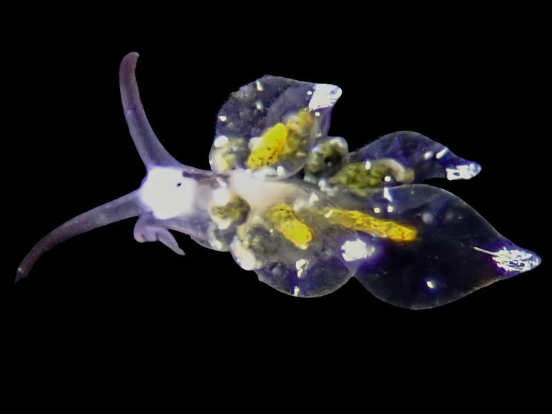 黄芯海兔、黄芯灯兔、黄芯灯泡、黄芯真鳃海兔、灯氏、Eubranchus sp._灯黄芯_海富瑜