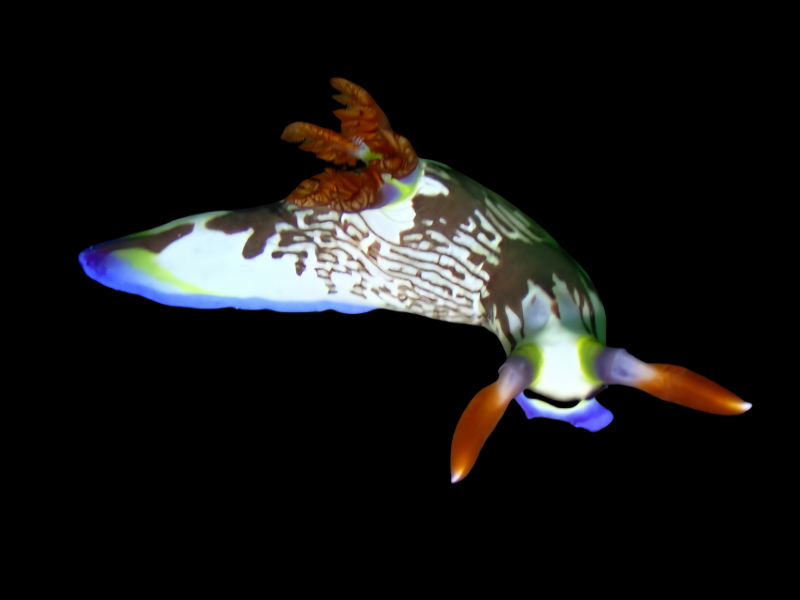 蓝点线纹虫海兔、丽娜虫兔、那氏、Nembrotha lineolata_那丽娜_海富瑜