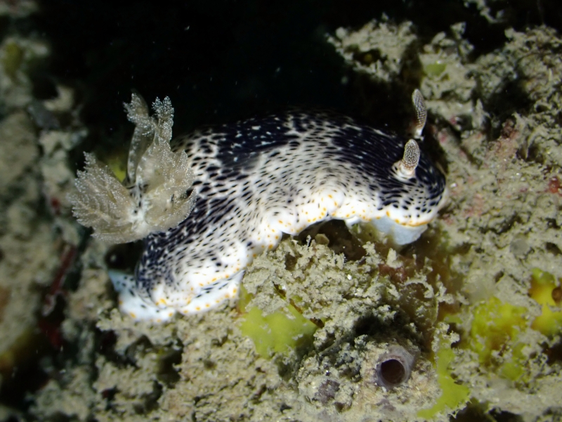 益德海兔、益德多彩海兔、益德彩兔、彩氏、Chromodoris SP._彩益德_海富瑜