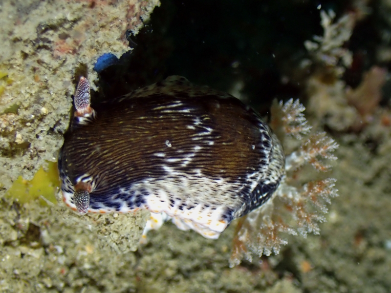 益德海兔、益德多彩海兔、益德彩兔、彩氏、Chromodoris SP._彩益德_海富瑜
