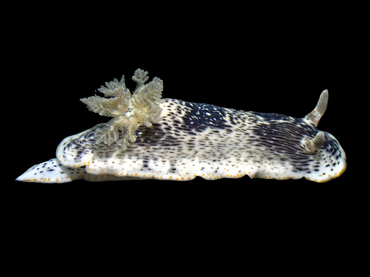 益德海兔、益德多彩海兔、益德彩兔、彩氏、Chromodoris SP._彩益德_海富瑜