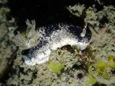 益德海兔、益德多彩海兔、益德彩兔、彩氏、Chromodoris SP._彩益德_海富瑜