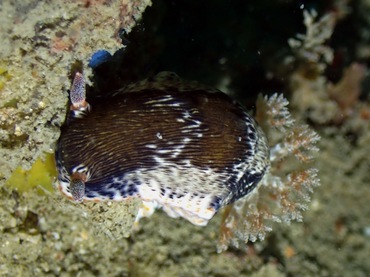 益德海兔、益德多彩海兔、益德彩兔、彩氏、Chromodoris SP._彩益德_海富瑜