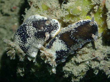 益德海兔、益德多彩海兔、益德彩兔、彩氏、Chromodoris SP._彩益德_海富瑜