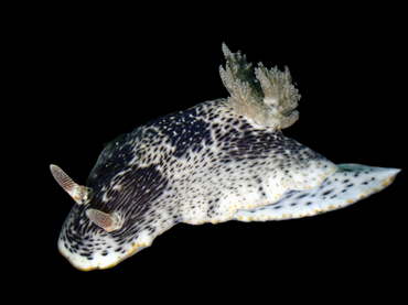 益德海兔、益德多彩海兔、益德彩兔、彩氏、Chromodoris SP._彩益德_海富瑜