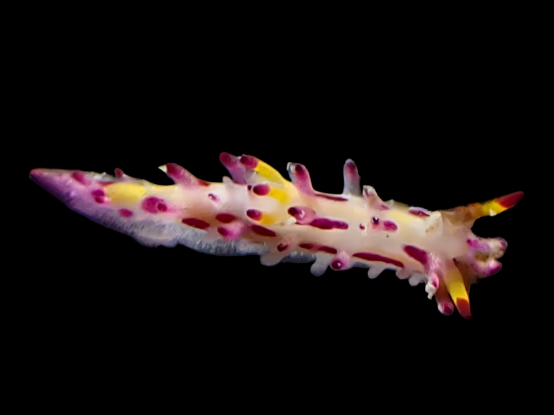 粉疣海兔、粉疣虫兔、阿尔氏、Aegires villosus_阿尔粉疣_海富瑜