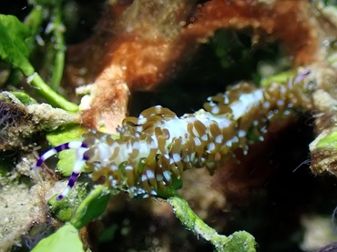 黄龙海兔、黄龙蓑兔、裴氏、Pteraeolidia ianthina _裴黄龙_海富瑜