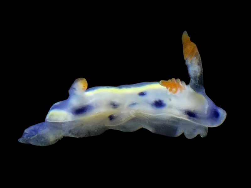 迷蓝花兔、迷蓝彩兔、迷蓝多彩海蛞蝓、花氏、Hypselodoris infucata_花迷蓝_海富瑜