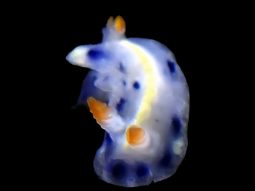 迷蓝花兔、迷蓝彩兔、迷蓝多彩海蛞蝓、花氏、Hypselodoris infucata_花迷蓝_海富瑜