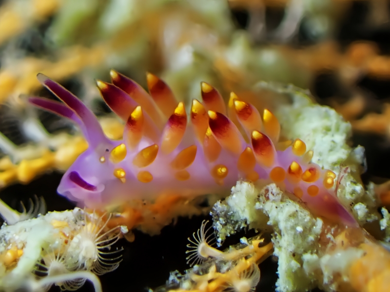 紫纤海兔、紫纤蓑兔、紫纤霓兔、紫纤单齿兔、霓氏、Unidentia SP._忒西红_海富瑜