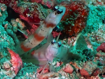 红缘钝塘鳢、红边虾虎、Amblyeleotris rubrimarginata、Red-margin shrimpgoby_红边虾虎_海富瑜