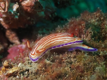 绯漪海兔、绯漪彩兔、绯漪花兔、橙线海兔、花氏、Hypselodoris SP._花绯漪_海富瑜