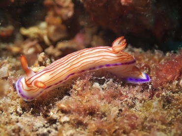 绯漪海兔、绯漪彩兔、绯漪花兔、橙线海兔、花氏、Hypselodoris SP._花绯漪_海富瑜