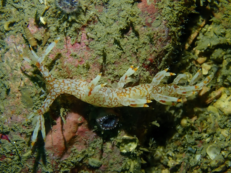 星纹二列鳃海蛞蝓、星环麒麟兔、星麒麟、神龙海兔、星环虫兔、星环海兔、麒麟氏、Bornella stellifer_麒麟星环_海富瑜
