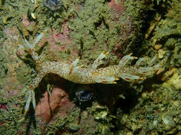 星纹二列鳃海蛞蝓、星环麒麟兔、星麒麟、神龙海兔、星环虫兔、星环海兔、麒麟氏、Bornella stellifer_麒麟星环_海富瑜
