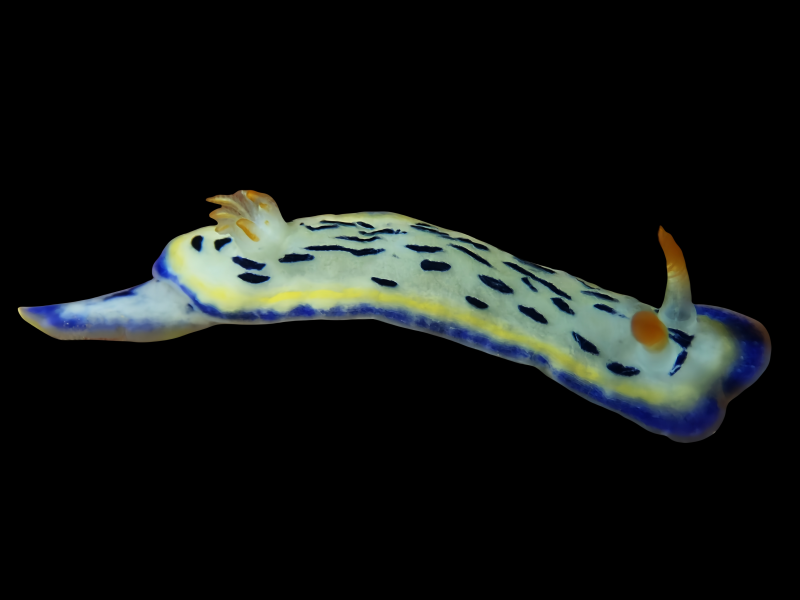 白虎花兔、白虎彩兔、白虎海兔、近海多彩海蛞蝓、海滨高泽海兔、海洋高泽海牛（港）、虎斑兔（港）_花白虎_海富瑜