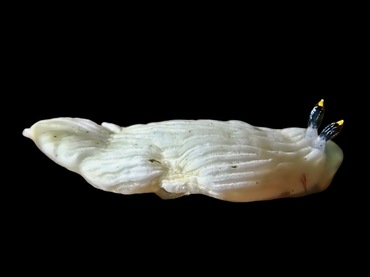 白袍忍者、铁锤海兔、铁锤异鳃兔、铁锤片鳃兔、铁锤德兔、唐老鸭、炒鱿鱼、德福狸、德氏、Dermatobranchus sp._德铁锤_海富瑜