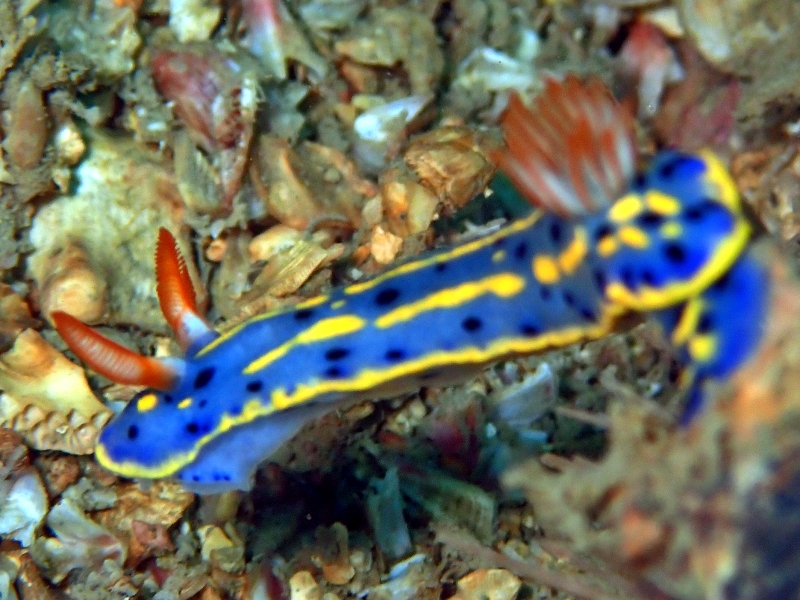 青高海牛、高青兔（港）、节庆高泽海兔、节庆多彩海蛞蝓、骊姬花兔 、骊姬彩兔、花氏、Hypselodoris festiva_花骊姬_海富瑜