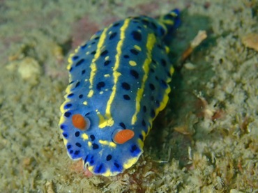 青高海牛、高青兔（港）、节庆高泽海兔、节庆多彩海蛞蝓、骊姬花兔 、骊姬彩兔、花氏、Hypselodoris festiva_花骊姬_海富瑜