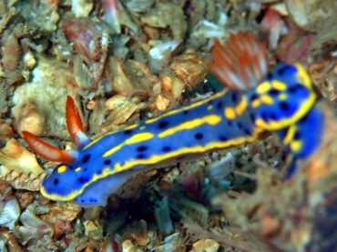 青高海牛、高青兔（港）、节庆高泽海兔、节庆多彩海蛞蝓、骊姬花兔 、骊姬彩兔、花氏、Hypselodoris festiva_花骊姬_海富瑜