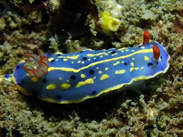 青高海牛、高青兔（港）、节庆高泽海兔、节庆多彩海蛞蝓、骊姬花兔 、骊姬彩兔、花氏、Hypselodoris festiva_花骊姬_海富瑜