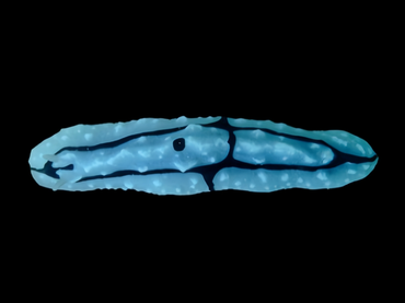 小舟海兔、小舟擦胶兔、小舟糙胶兔、希琳角叶海蛞蝓、糙胶氏、Phyllidiopsis shireenae_糙胶小舟_海富瑜