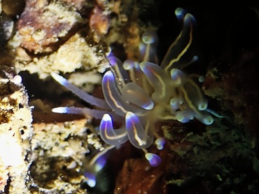 万山白幽灵、白幽灵海兔、白幽海兔、白幽蓑兔、白幽忒兔、春泥海兔（港）、忒氏、Trinchesia sp._忒白幽_海富瑜