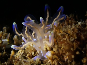 万山白幽灵、白幽灵海兔、白幽海兔、白幽蓑兔、白幽忒兔、春泥海兔（港）、忒氏、Trinchesia sp._忒白幽_海富瑜