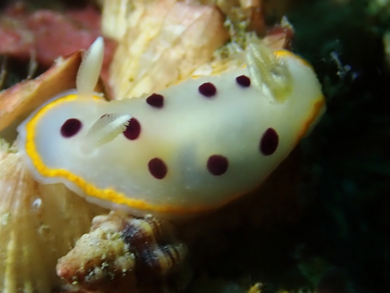 奢香夫人、奢香海兔、龚氏、Goniobranchus tumuliferus_龚奢香_海富瑜