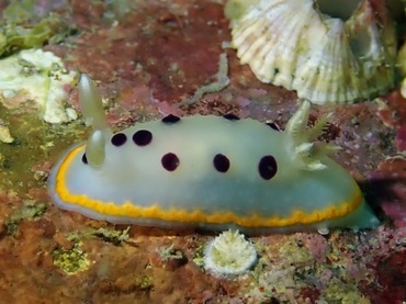 奢香夫人、奢香海兔、龚氏、Goniobranchus tumuliferus_龚奢香_海富瑜