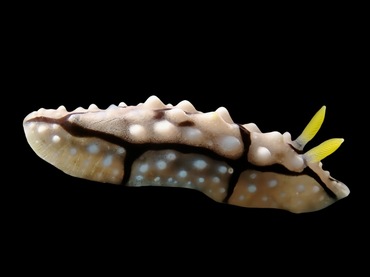 夔牛白麒麟海兔、夔牛叶海牛、夔牛擦胶兔、夔牛疣胶兔、疣胶氏、Phyllidiella SP._疣胶夔牛_海富瑜